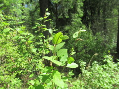 Betula fruticosa