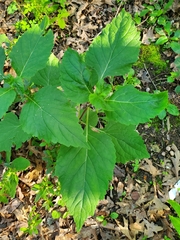 Phryma