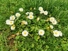 Bellis perennis