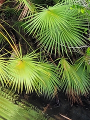 Acoelorraphe wrightii