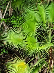 Acoelorraphe wrightii