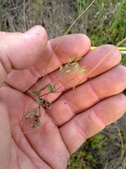 Tomostima cuneifolia