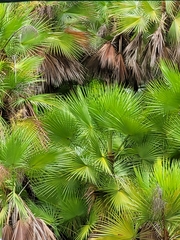 Acoelorraphe wrightii