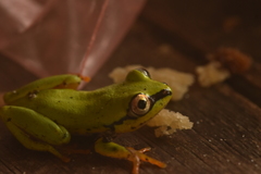 Heterixalus madagascariensis