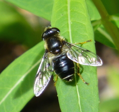 Eristalis rupium