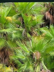 Acoelorraphe wrightii