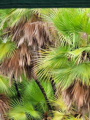 Acoelorraphe wrightii