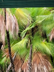 Acoelorraphe wrightii