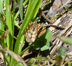 Epelis truncataria