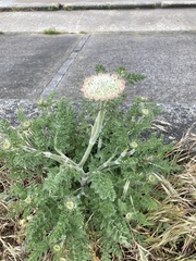 Daucus carota