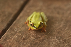 Heterixalus madagascariensis