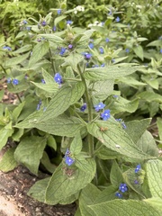 Pentaglottis sempervirens