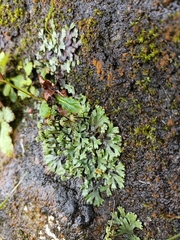 Marchantia emarginata