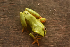 Heterixalus madagascariensis