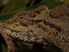 Transvaal Dwarf Chameleon photo 4