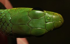 Western Natal Green Snake photo 4