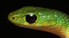 Western Natal Green Snake photo 3
