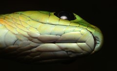 Western Natal Green Snake photo 5