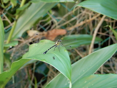 Leptogomphus sauteri formosanus