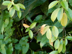Leptogomphus sauteri formosanus