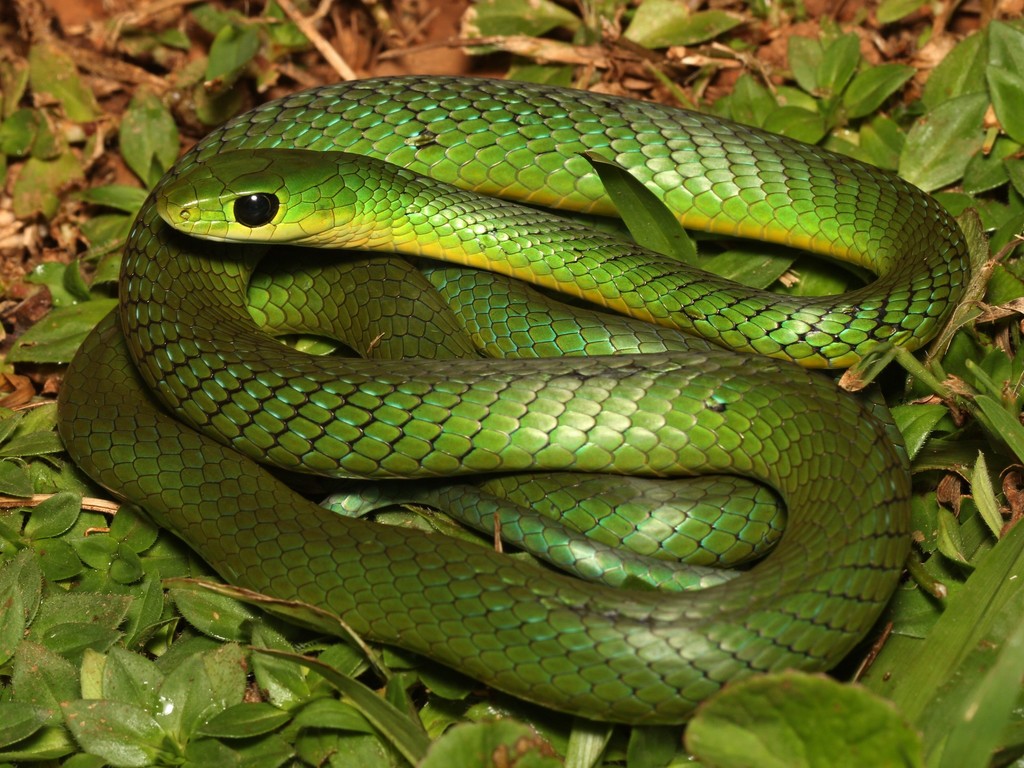 Western Natal Green Snake - African Snakebite Institute