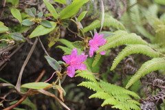 Rhododendron breviperulatum