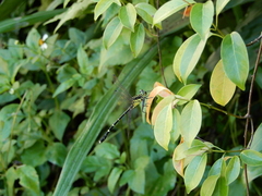 Leptogomphus sauteri formosanus