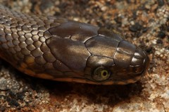 Lycodonomorphus laevissimus