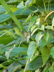 Leptogomphus sauteri formosanus