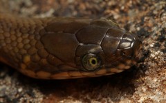 Lycodonomorphus laevissimus