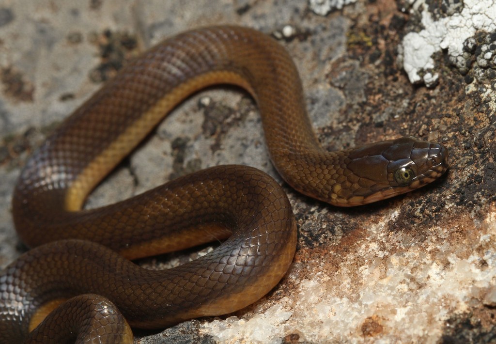 Dusky-Bellied Water Snake