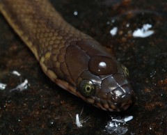 Lycodonomorphus laevissimus