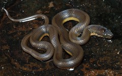 Lycodonomorphus laevissimus