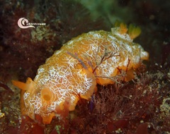 Doriopsilla areolata