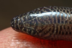 Scelotes mirus
