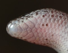 Scelotes mirus