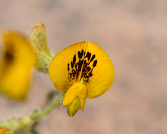 Adesmia eremophila