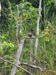 Chloroceryle americana