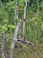 Chloroceryle americana