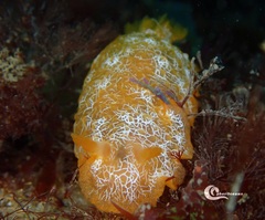 Doriopsilla areolata