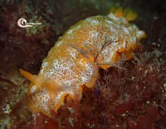 Doriopsilla areolata