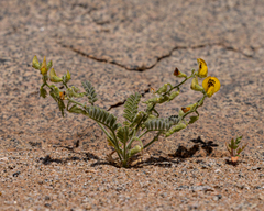 Adesmia eremophila