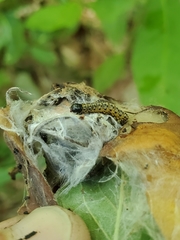 Archips rileyana