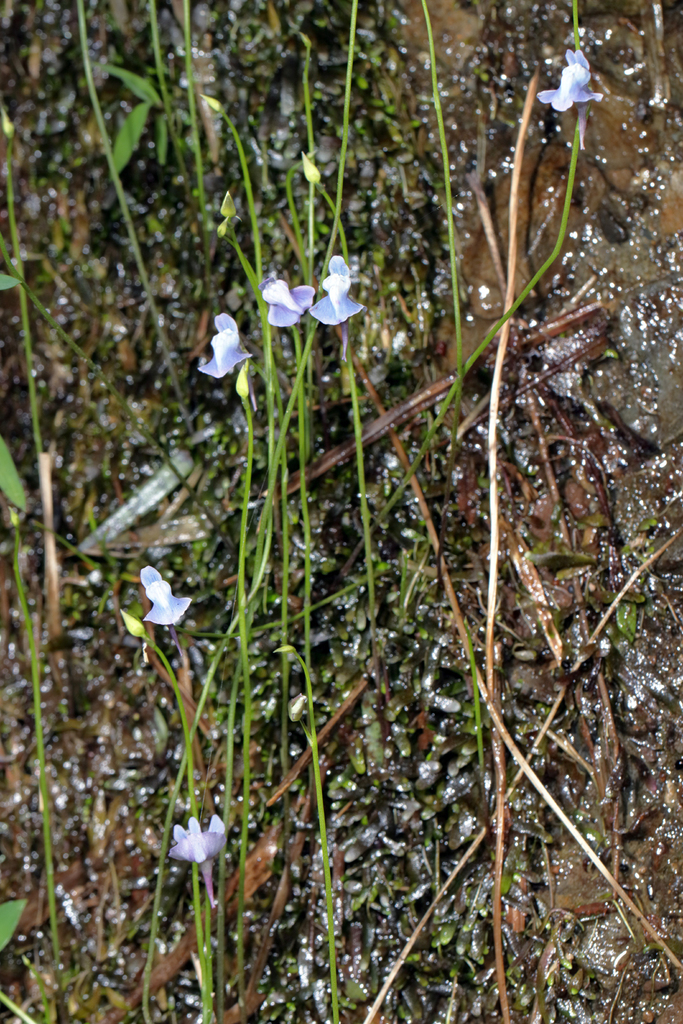 Utricularia smithiana Wight
