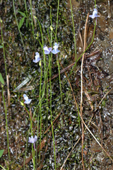 Utricularia smithiana