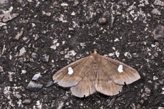 Edessena gentiusalis