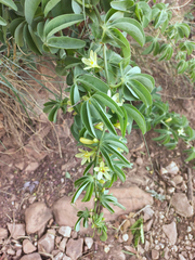 Adenia glauca