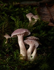 Hygrocybe reesiae