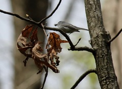 Polioptila caerulea caerulea