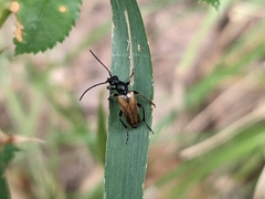Pseudovadonia